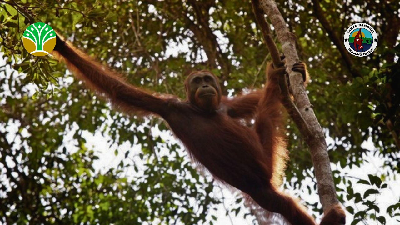 Berita Taman Nasional Tanjung Puting