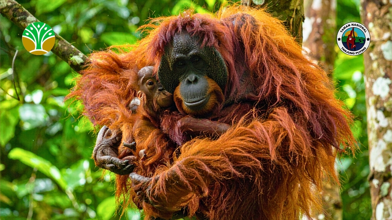 Camp Leakey Pusat Riset Orangutan Terbesar di Dunia Camp Leakey: Pusat Riset Orangutan Terbesar di Dunia