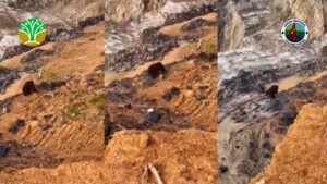 Ekosistem Orangutan Hancur Akibat Tambang dan Perkebunan Sawit