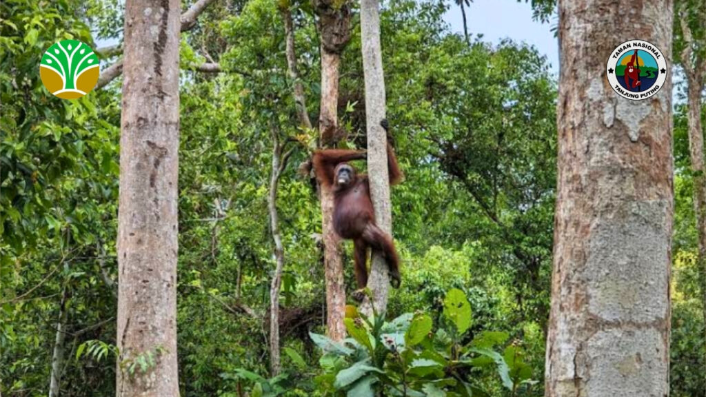 Kondisi Alam dan Ruang Lingkup Taman Nasional Tanjung Puting