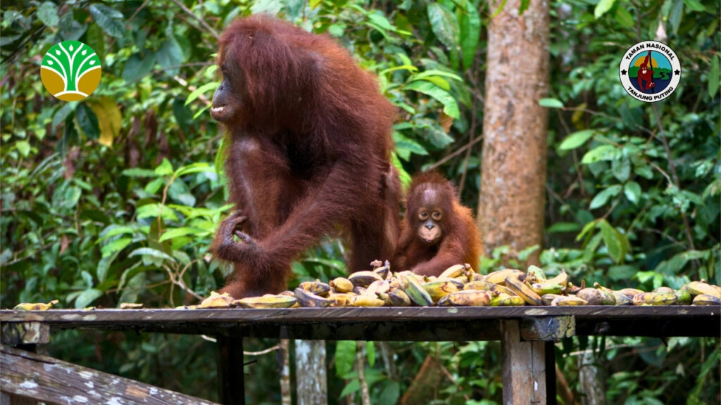Masa Depan Konservasi Taman Nasional Tanjung Puting