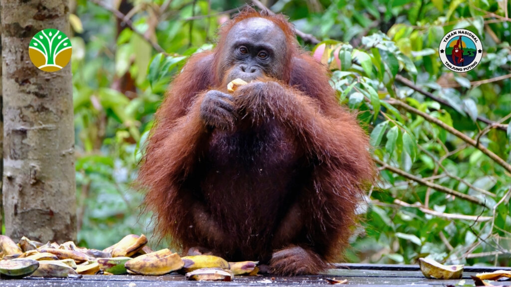 Mengenal Taman Nasional Tanjung Puting