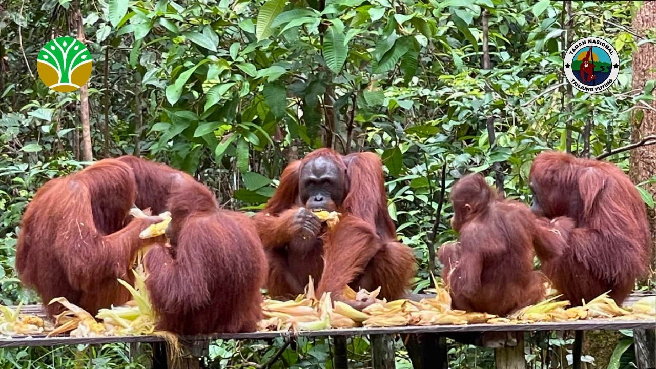 Patroli Hutan Rutin Taman Nasional Tanjung Puting