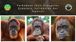 Perbedaan Jenis Orangutan Sumatera, Kalimantan dan Tapanuli