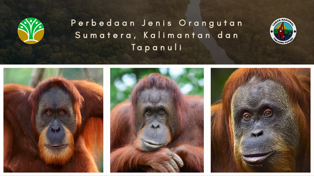 Perbedaan Jenis Orangutan Sumatera, Kalimantan dan Tapanuli Perbedaan Jenis Orangutan Sumatera, Kalimantan dan Tapanuli