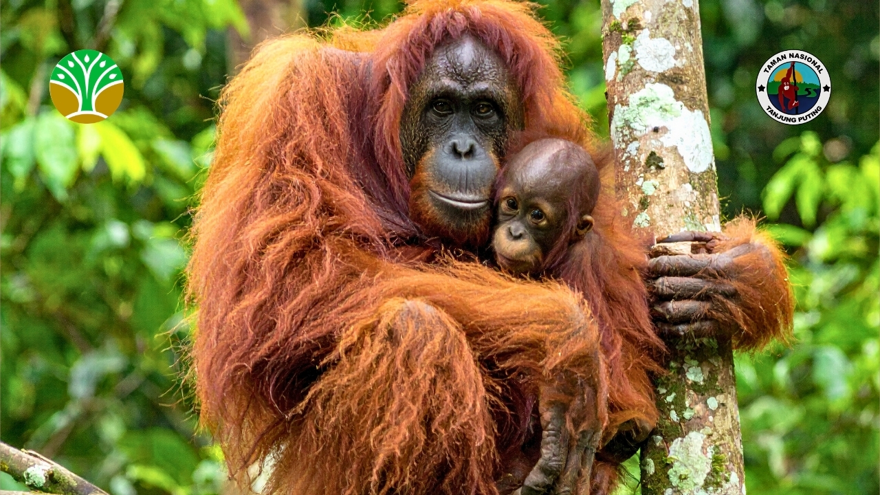 Rehabilitasi Orangutan Taman Nasional Tanjung Puting