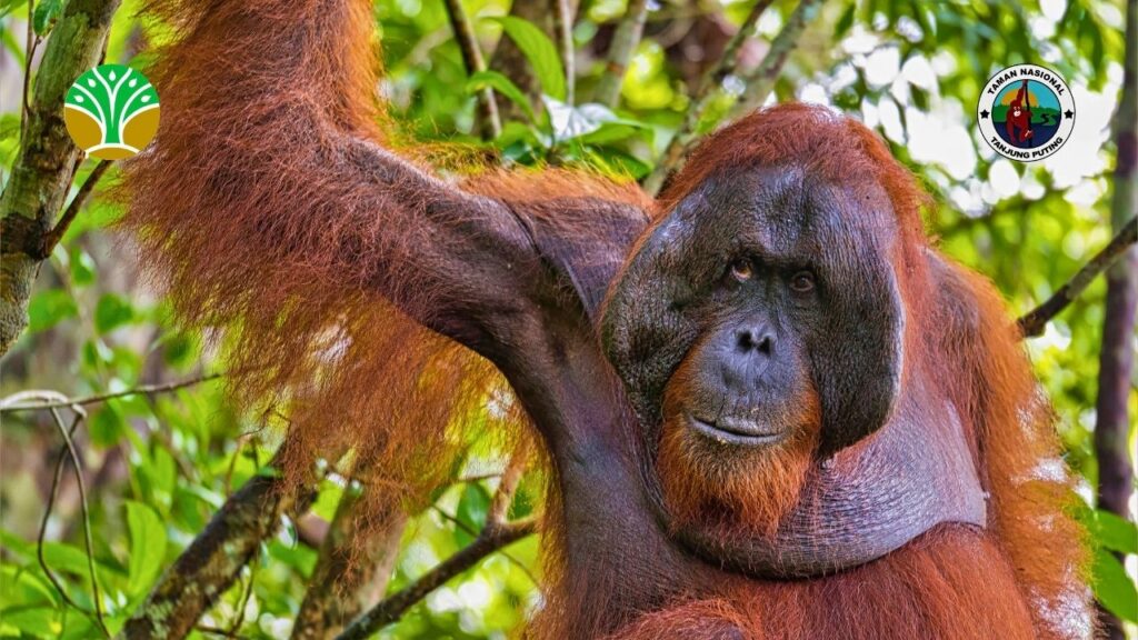 Visi Konservasi Taman Nasional Tanjung Puting